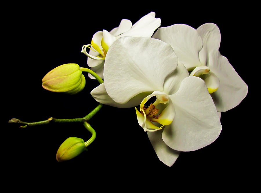 White Orchid IV by Eva Kondzialkiewicz White Orchid IV by Eva Kondzialkiewicz
