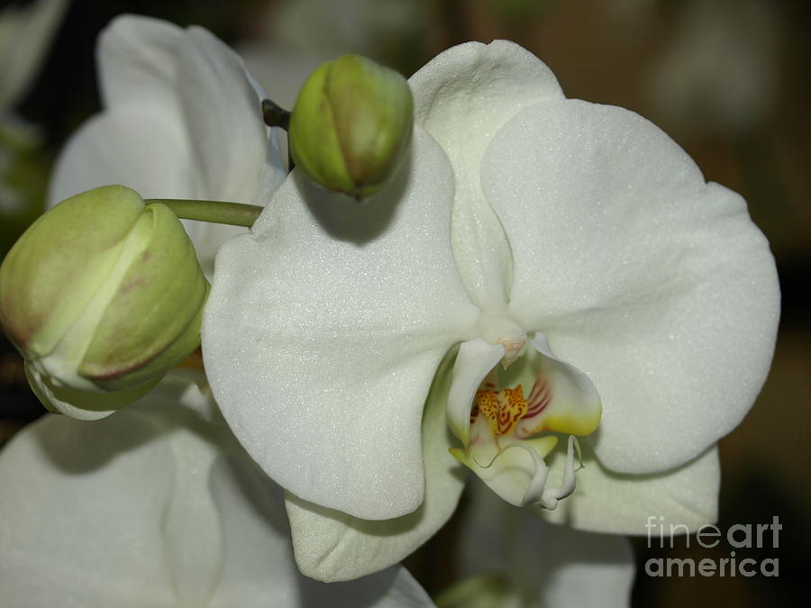 White Orchid Photograph by Jacklyn Duryea Fraizer