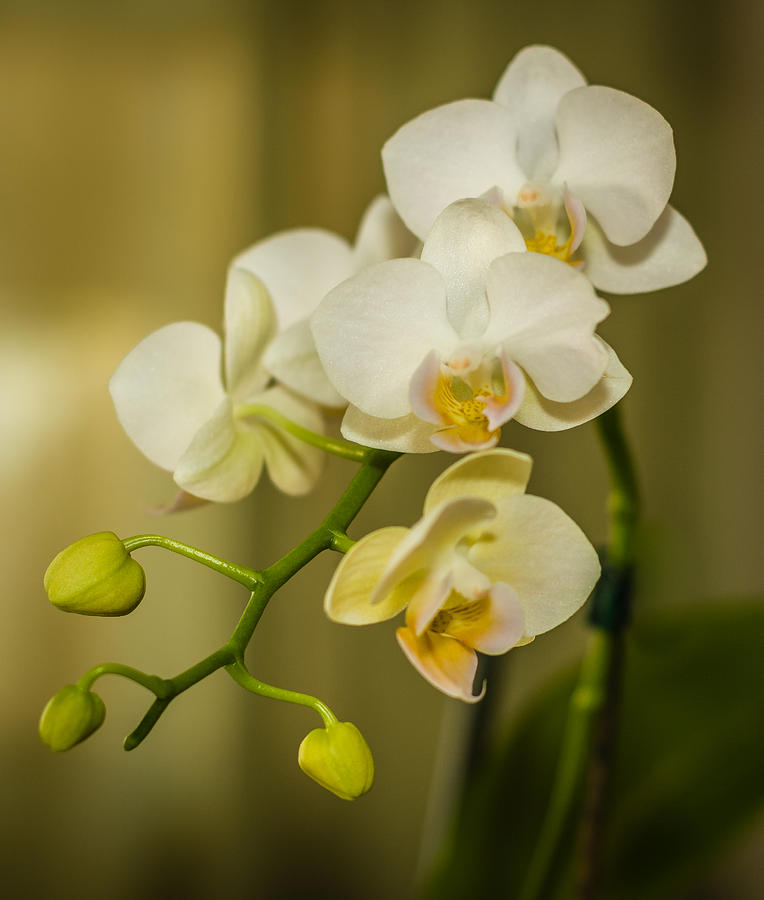 White Orchid Photograph by Jane Luxton