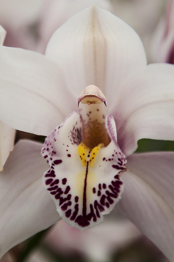 White Orchid Photograph by Lee Kirchhevel