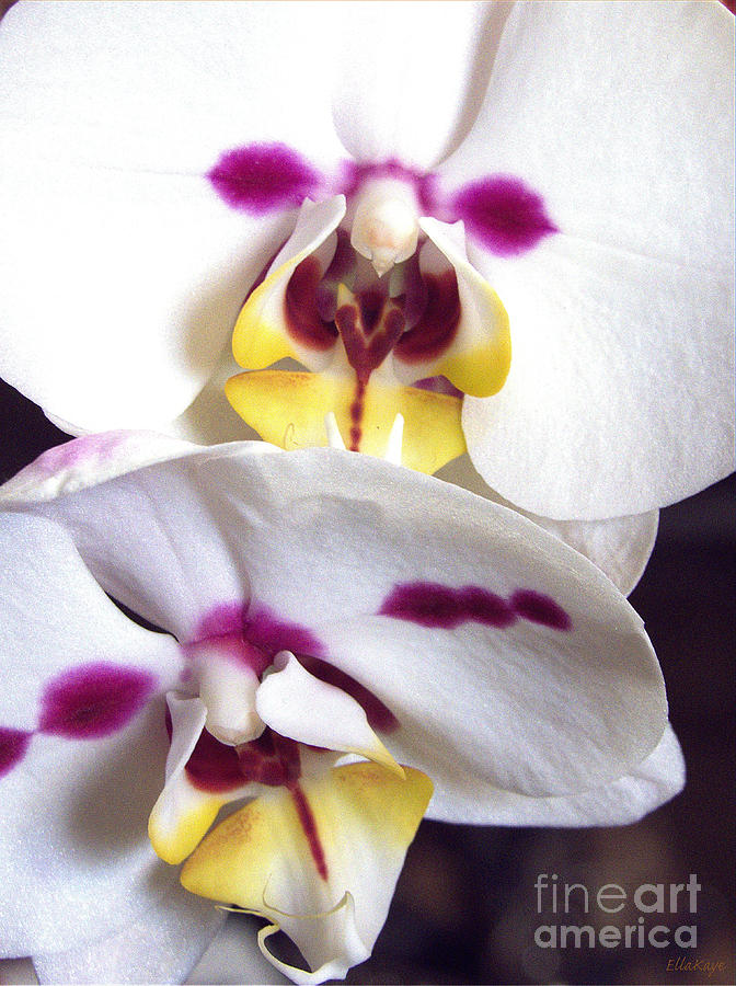 Orchid Photograph - White Orchid Love Story by Ella Kaye Dickey