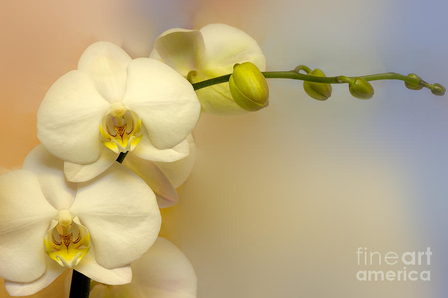 White Orchid Photograph by Lutz Baar