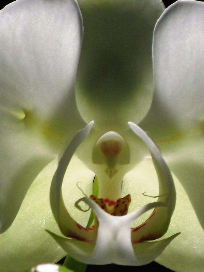 White Orchid Macro Photograph by Alfred Ng