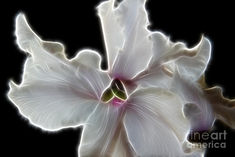 White Orchid Photograph by Mariola Bitner