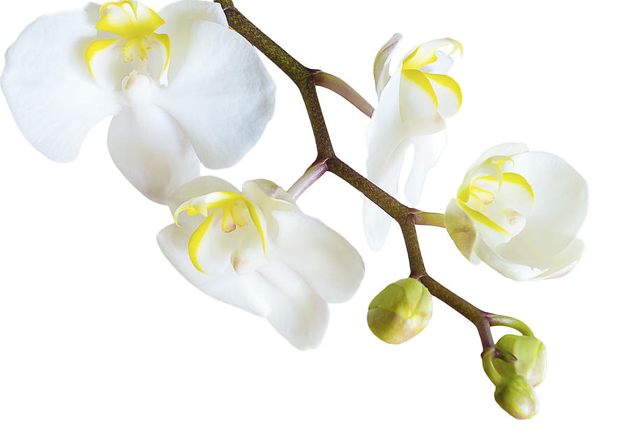 White Orchid Photograph by Mariola Szeliga