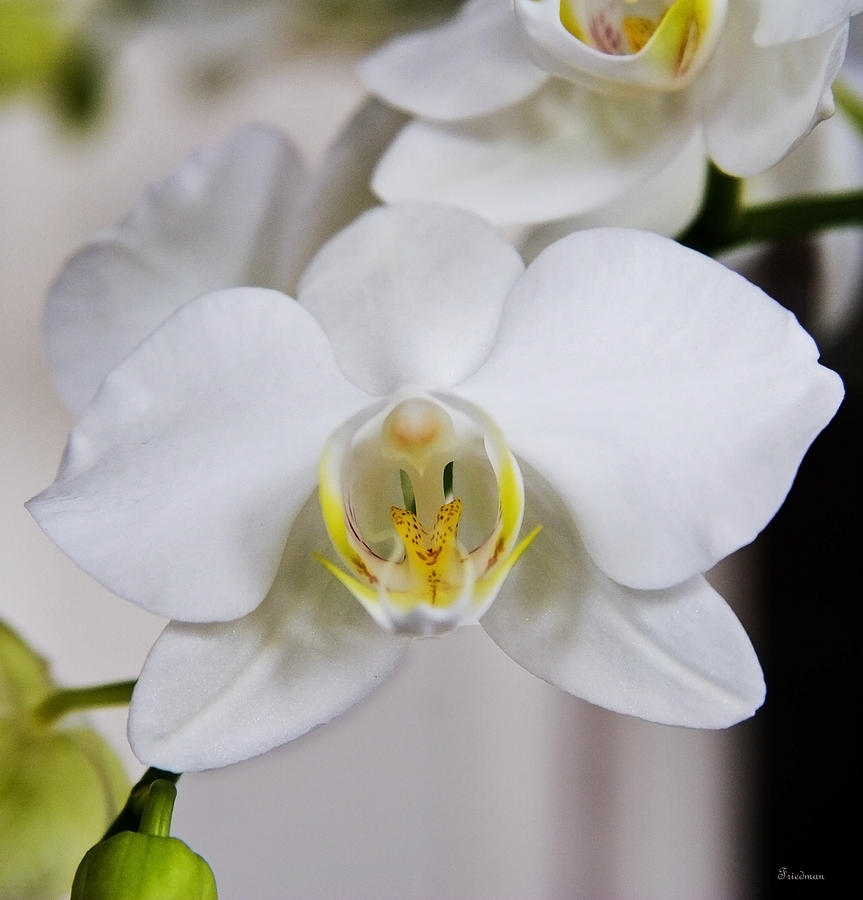 White Orchid Photograph by Michael Friedman