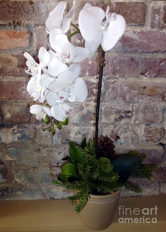 White Orchid Old Brick Photograph by Barbie Corbett-Newmin