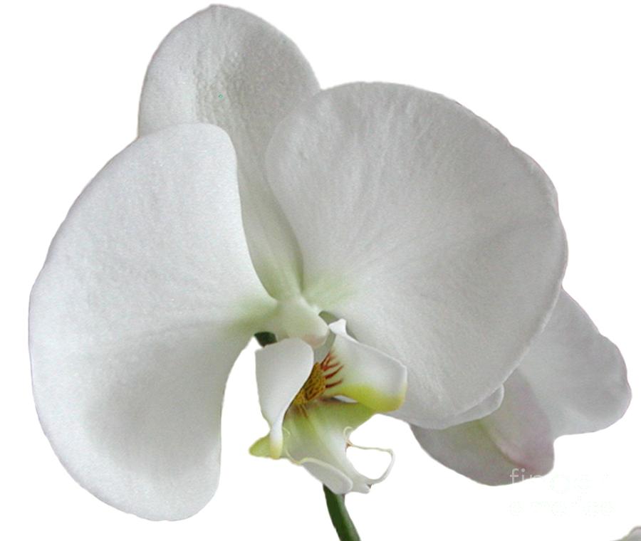 Orchid Photograph - White Orchid on white by Lena Photo Art