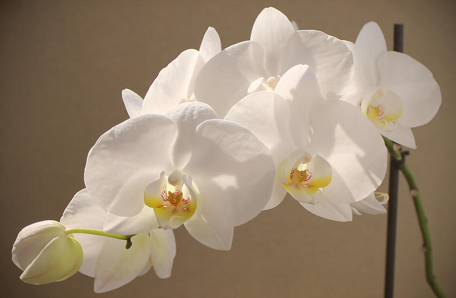 White Orchid photograph Painting by Georgeta Blanaru