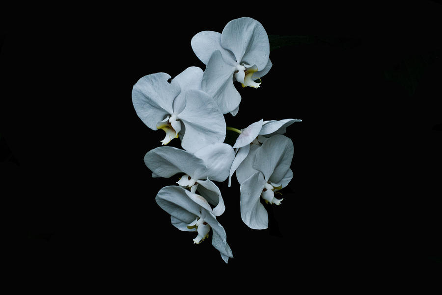 White Orchid Pla 181 Photograph by Gordon Sarti