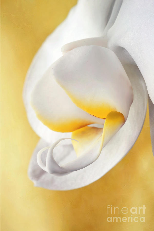 White Orchid Photograph by Priska Wettstein