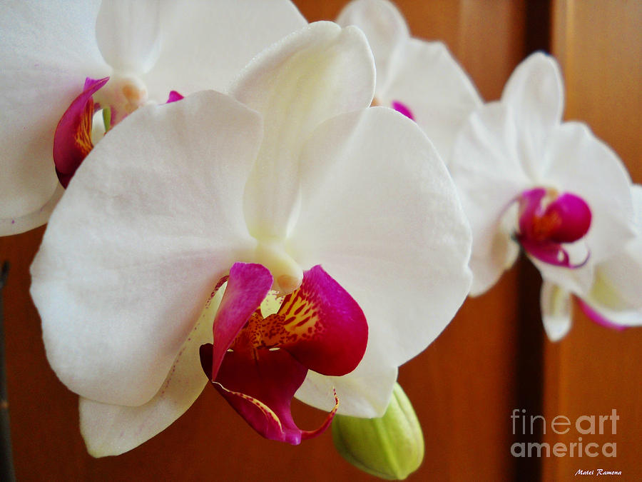 Orchid Photograph - White Orchid by Ramona Matei