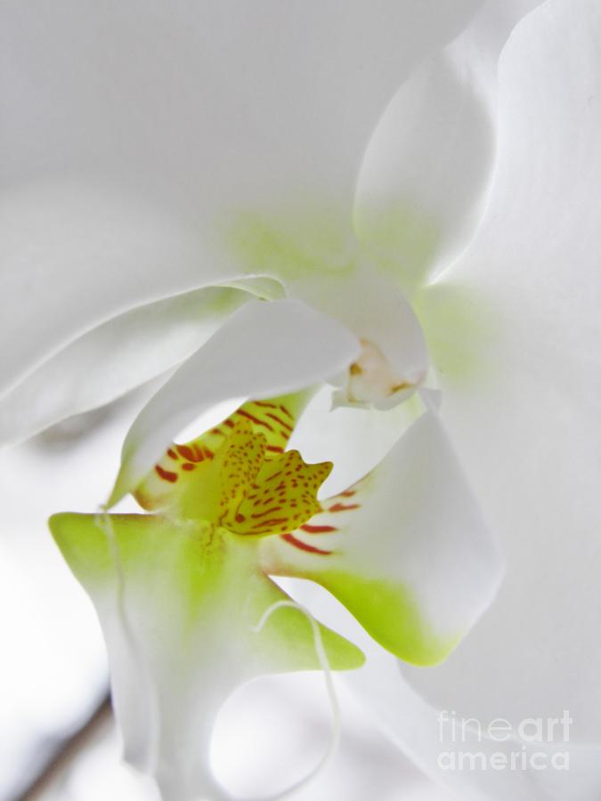 White Orchid Photograph by Sarah Loft