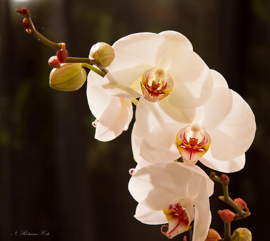 White Orchid Sprig Photograph by Natalie Rotman Cote