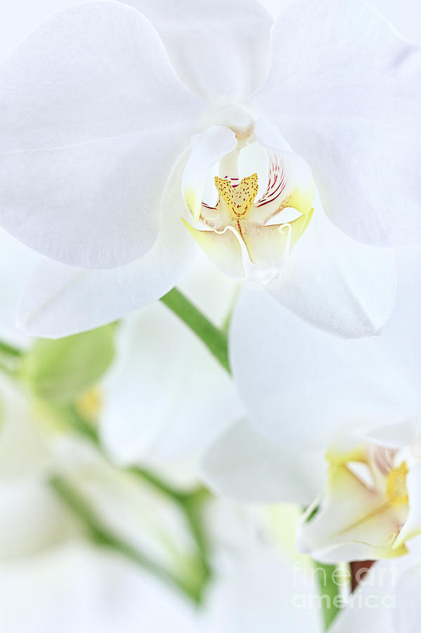 White Orchid Photograph by Stephanie Frey