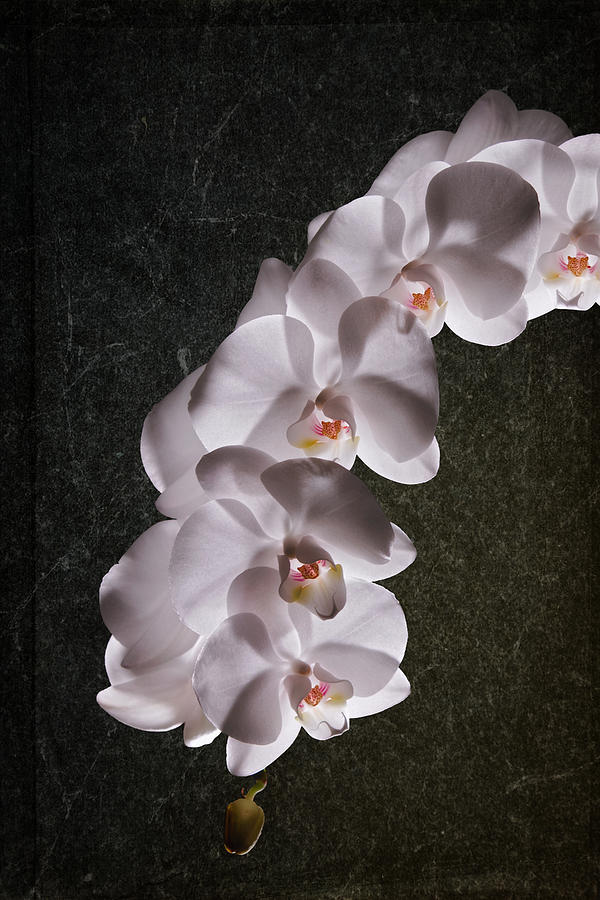 White Orchid Still Life Photograph by Tom Mc Nemar