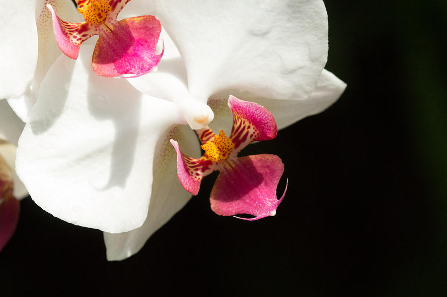 Flowers Still Life Photograph - White Orchid Twins by Cathy Donohoue