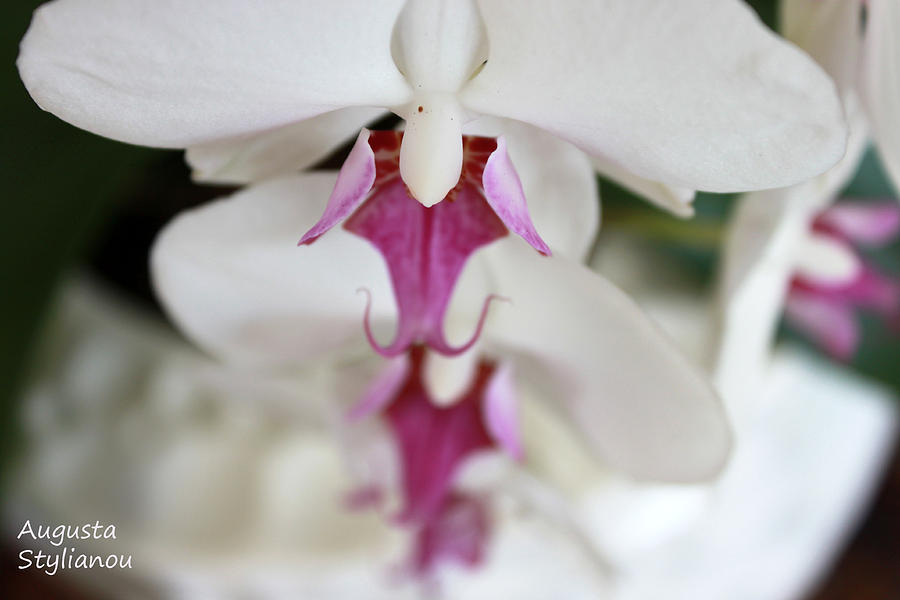 white Orchid.Close-up Photograph by Augusta Stylianou