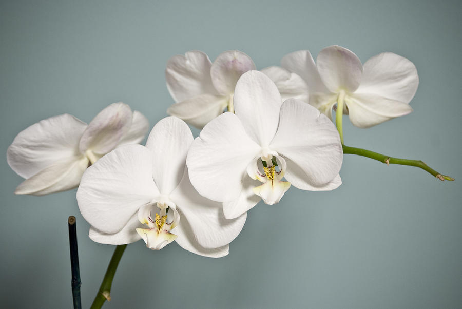 White Orchids 3 Photograph by Oceano Ransford