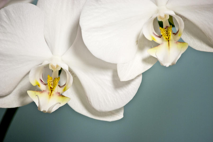 White Orchids 4 Photograph by Oceano Ransford
