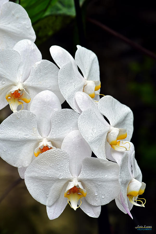 Orchid Photograph - White Orchids after the rain by Aloha Art