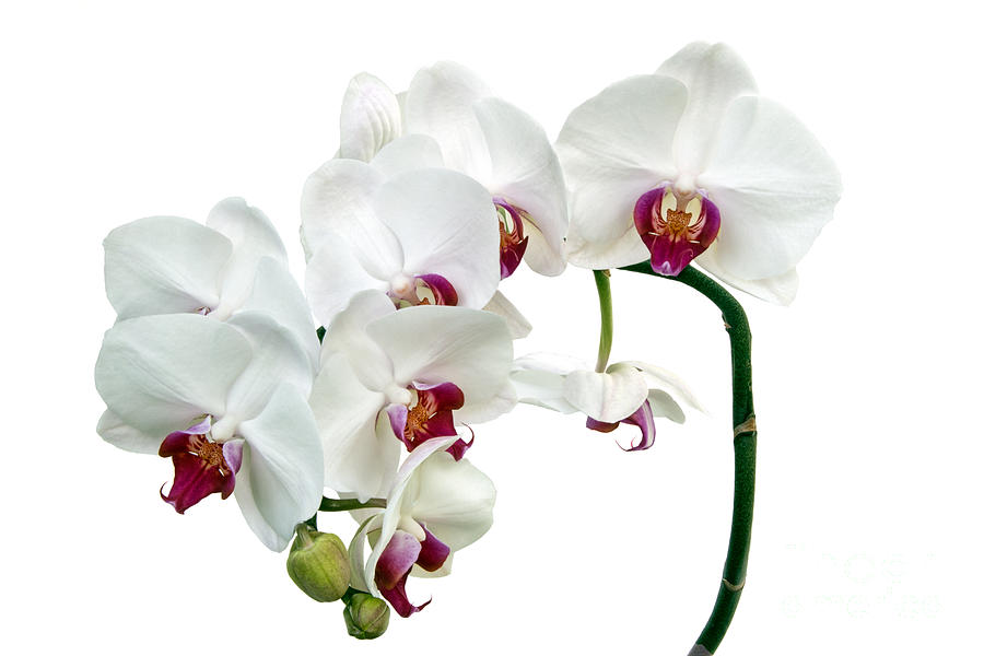 White Orchids Photograph by Ann Garrett