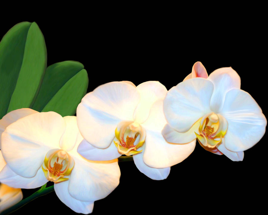 White orchids Mixed Media by Anthony Seeker