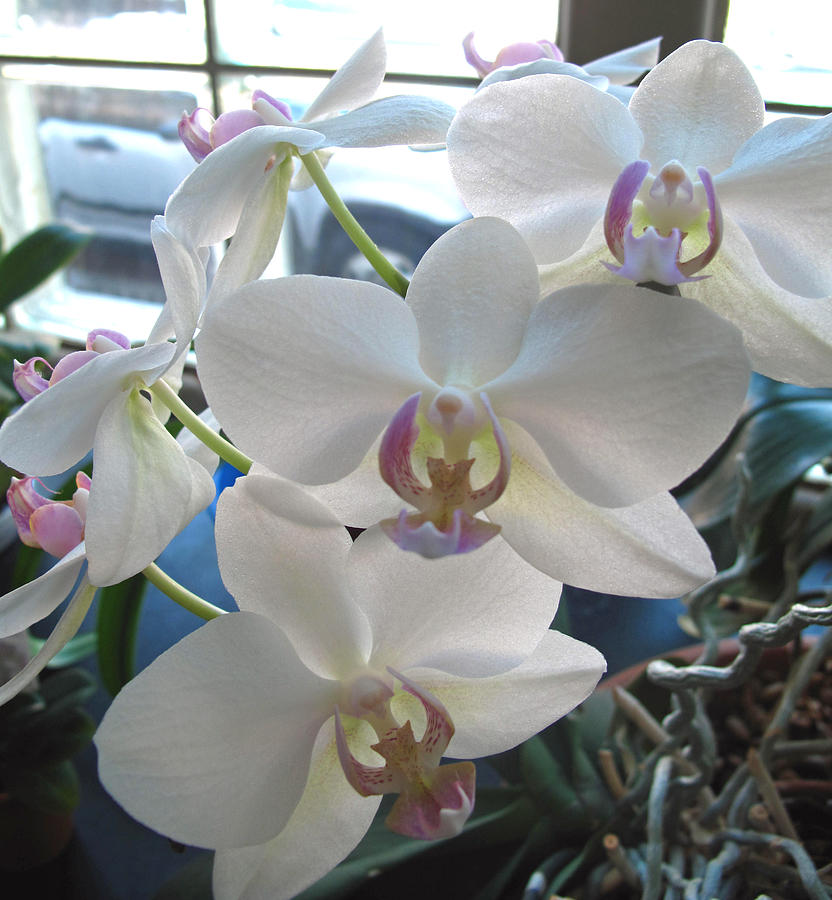 White Orchids Photograph by Barbara McDevitt
