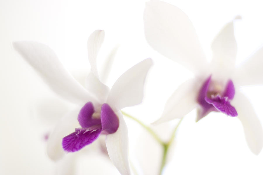 White Orchids Photograph by Bradley R Youngberg