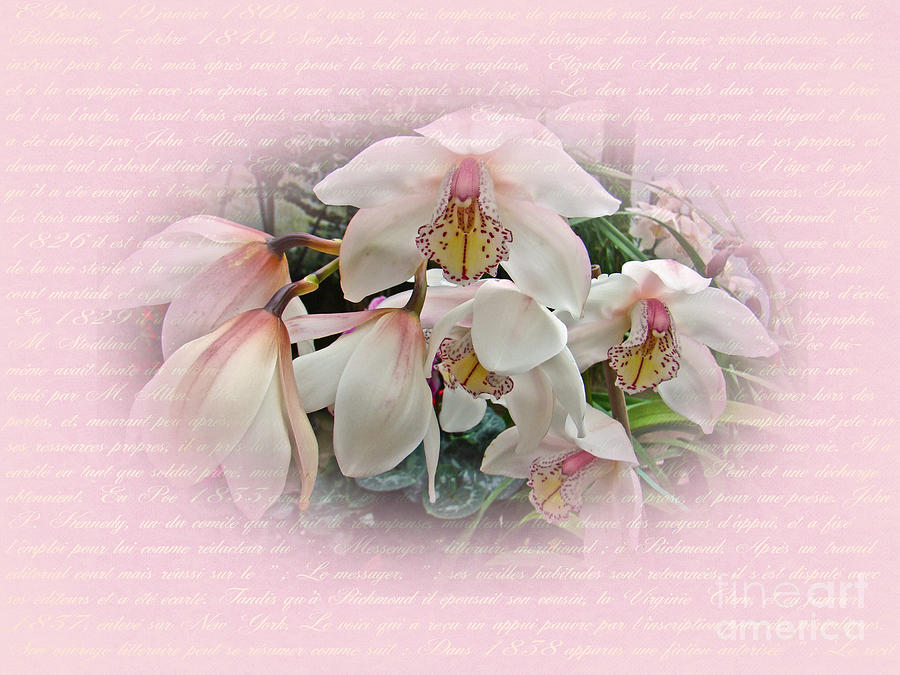 White Orchids Photograph by Carol Senske
