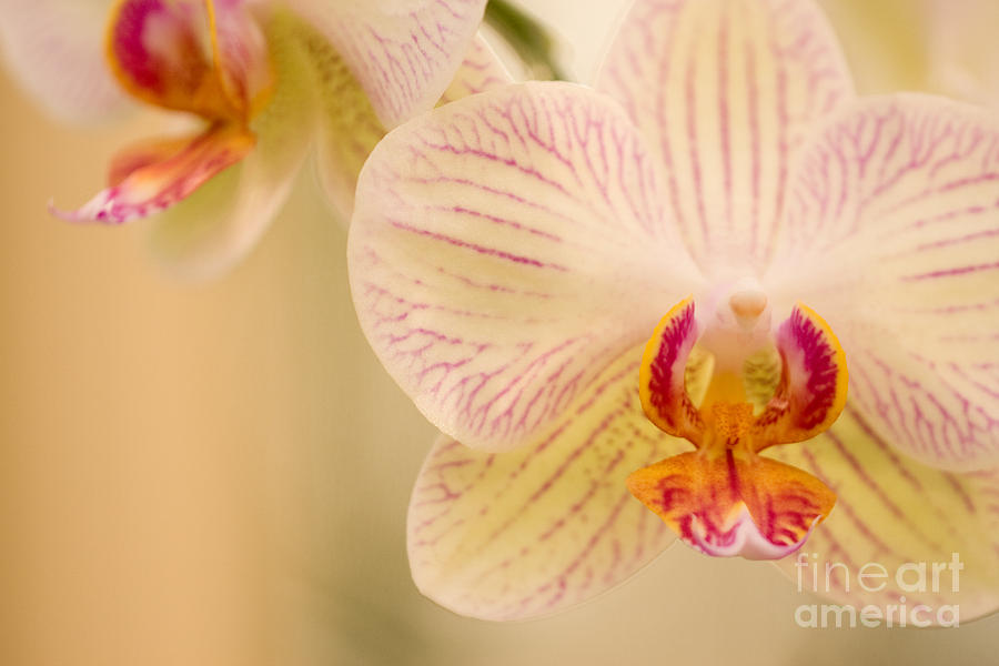 Flower Photograph - White Orchids by Chris Scroggins
