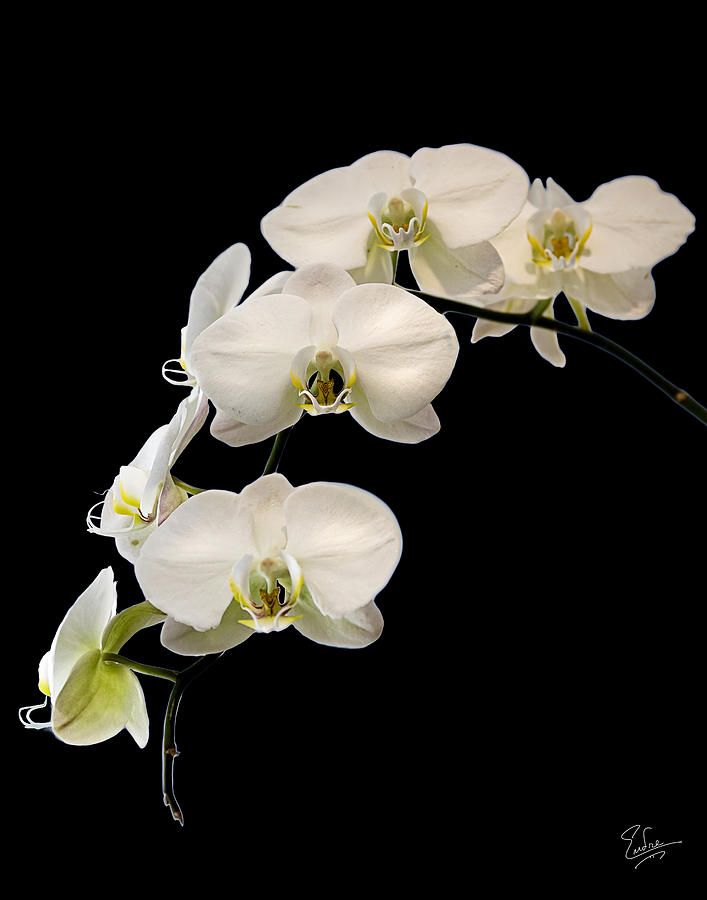 White Orchids Photograph by Endre Balogh