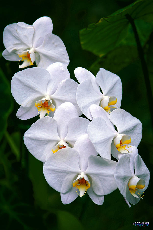 Orchid Photograph - White Orchids by Aloha Art