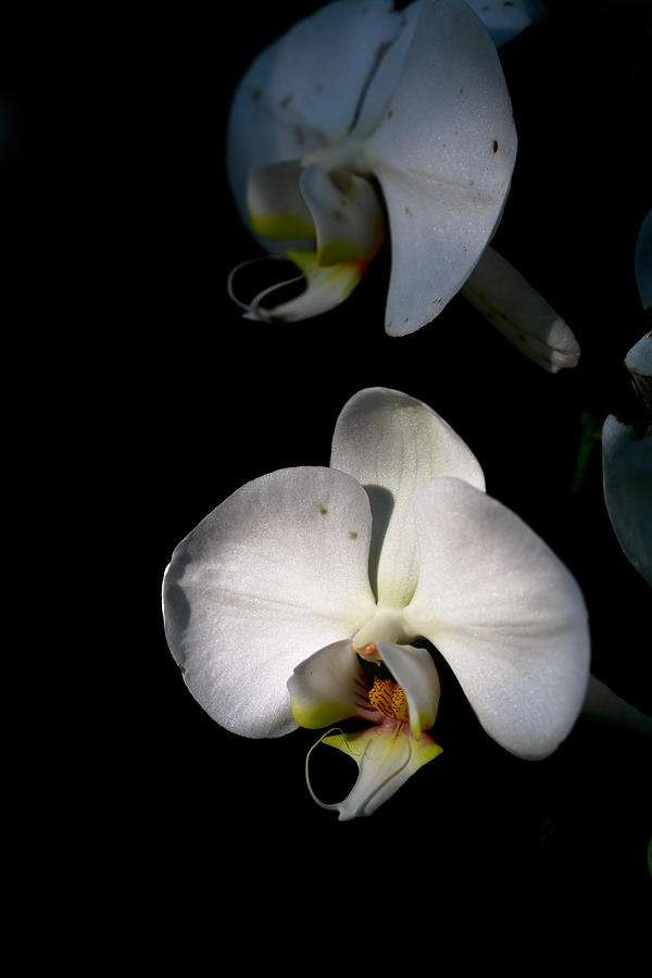 White orchids Photograph by Eti Reid