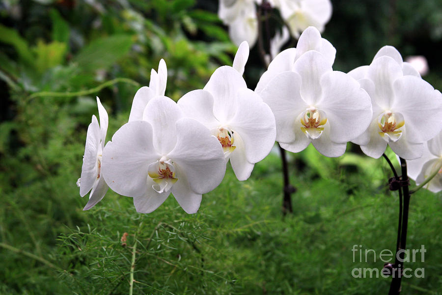 White Orchids Photograph by George DeLisle