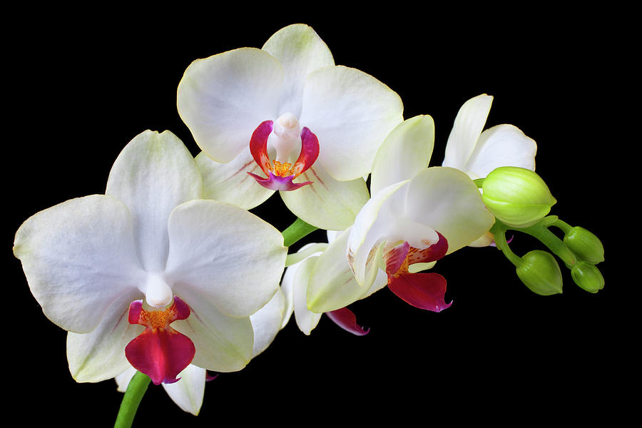 White Orchids In Bloom Photograph by Garry Gay