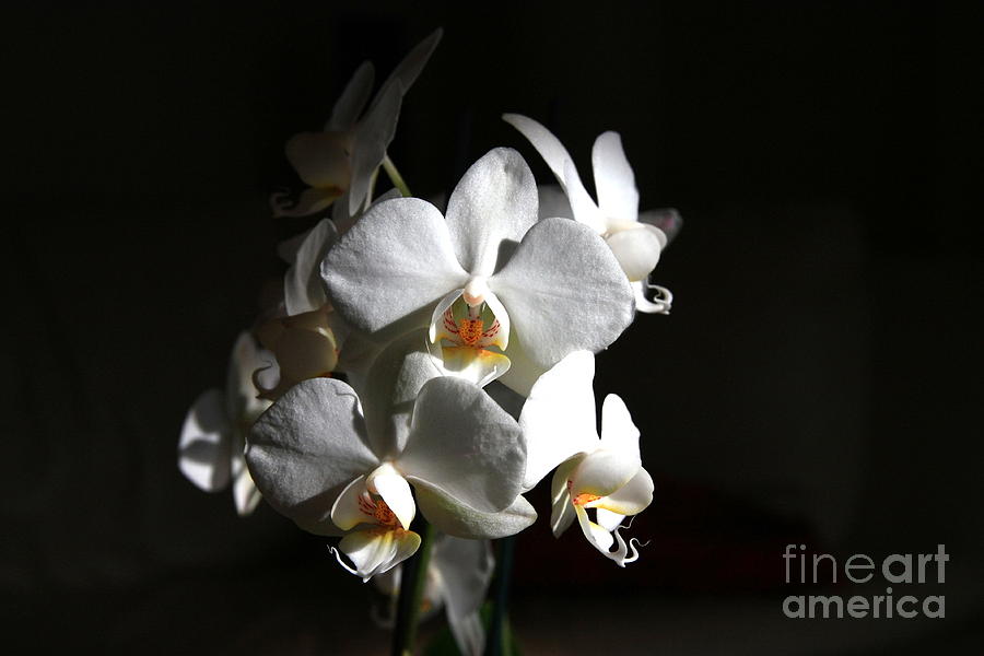 White Orchids Photograph by Jeremy Hayden