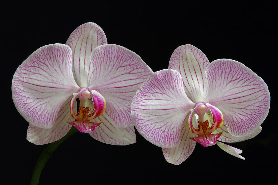 Orchid Photograph - White Orchids by Juergen Roth
