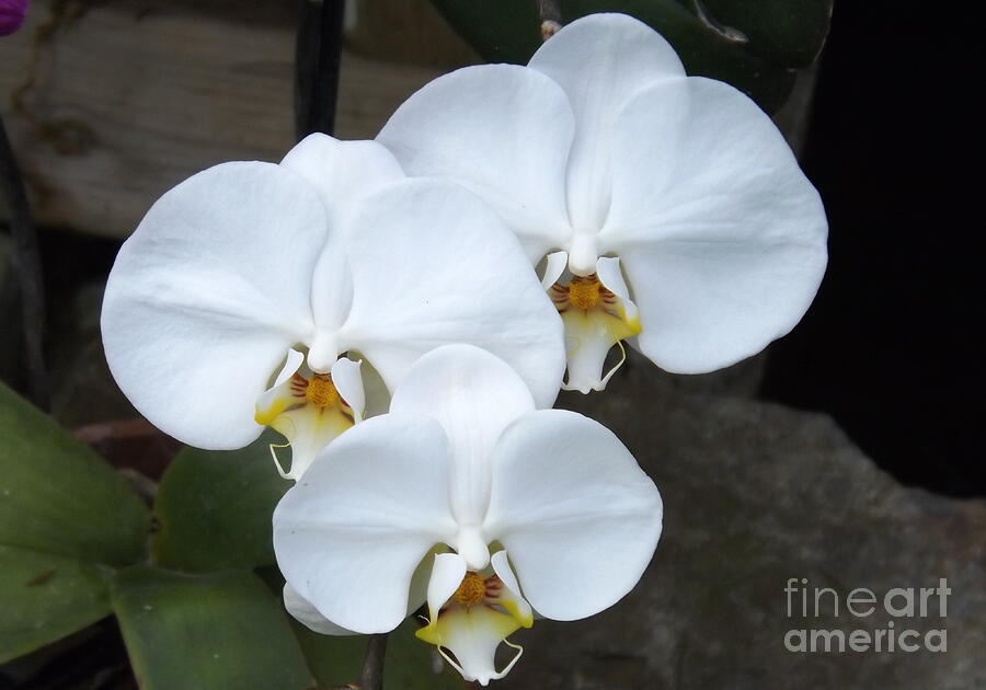 White Orchids Photograph by Lingfai Leung