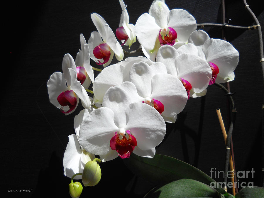 White Orchids Lining Up Photograph by Ramona Matei