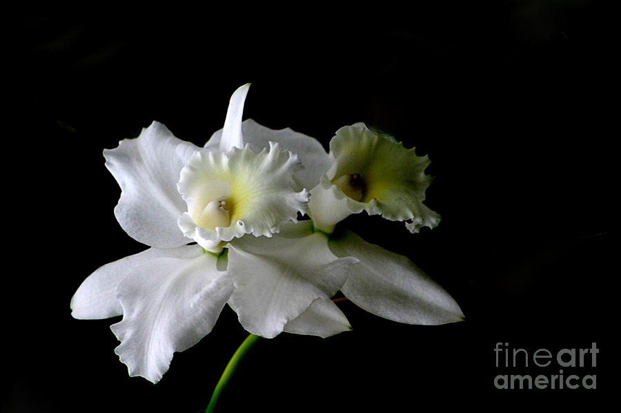 Orchids Photograph - White Orchids by Living Color Photography Lorraine Lynch