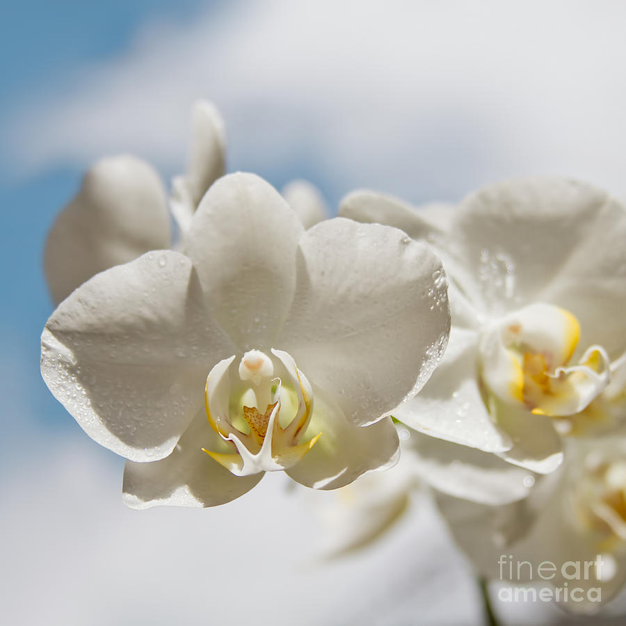 White Orchids - Messengers of Light Photograph by Sharon Mau