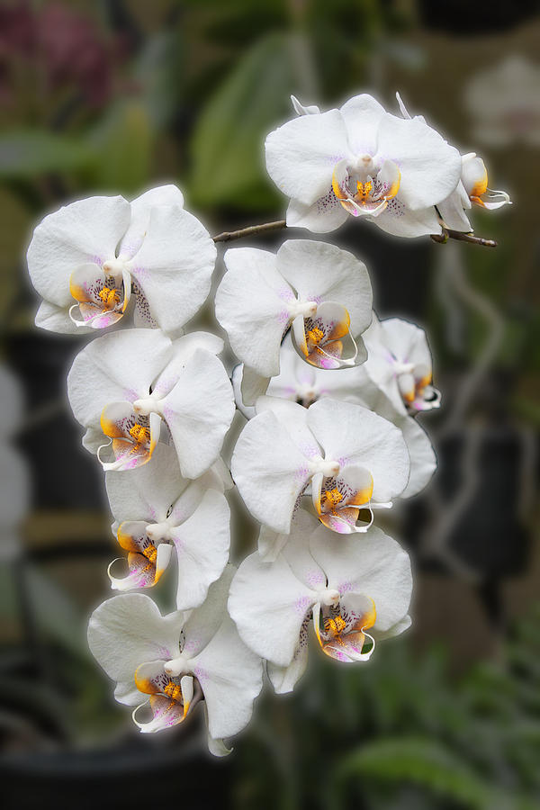 White Orchids Photograph by Michael Porchik