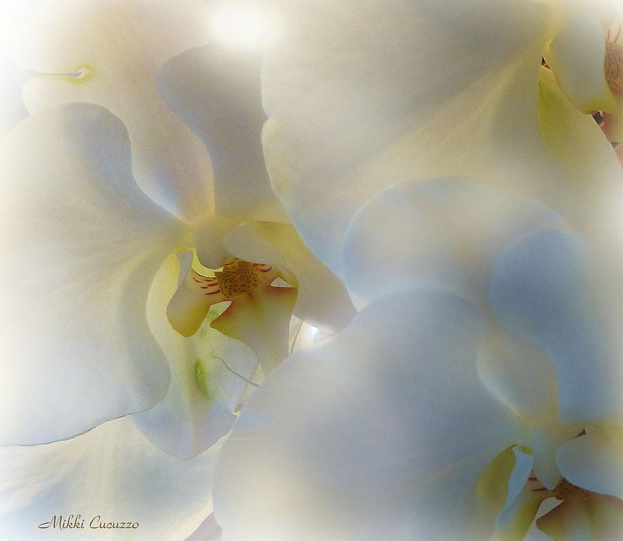 White Orchids Photograph by Mikki Cucuzzo