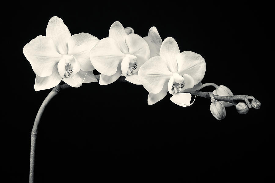 White Orchids Monochrome Photograph