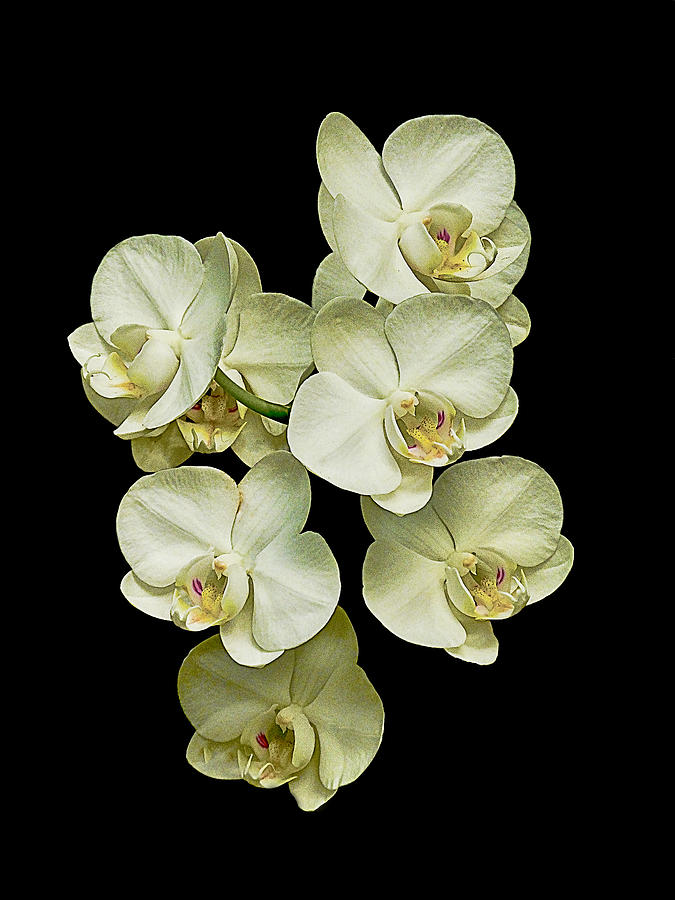 White orchids on Black Photograph by Bill Barber