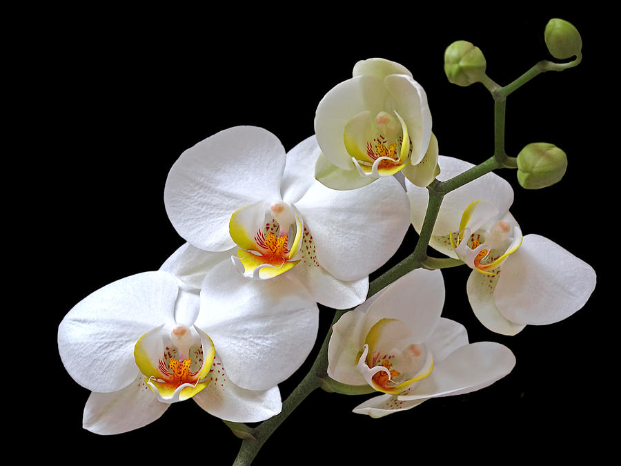 White Orchids On Black Photograph by Gill Billington