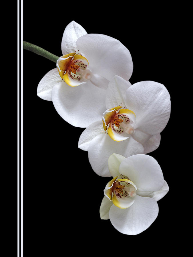 White Orchids on Black Vertical Photograph by Gill Billington