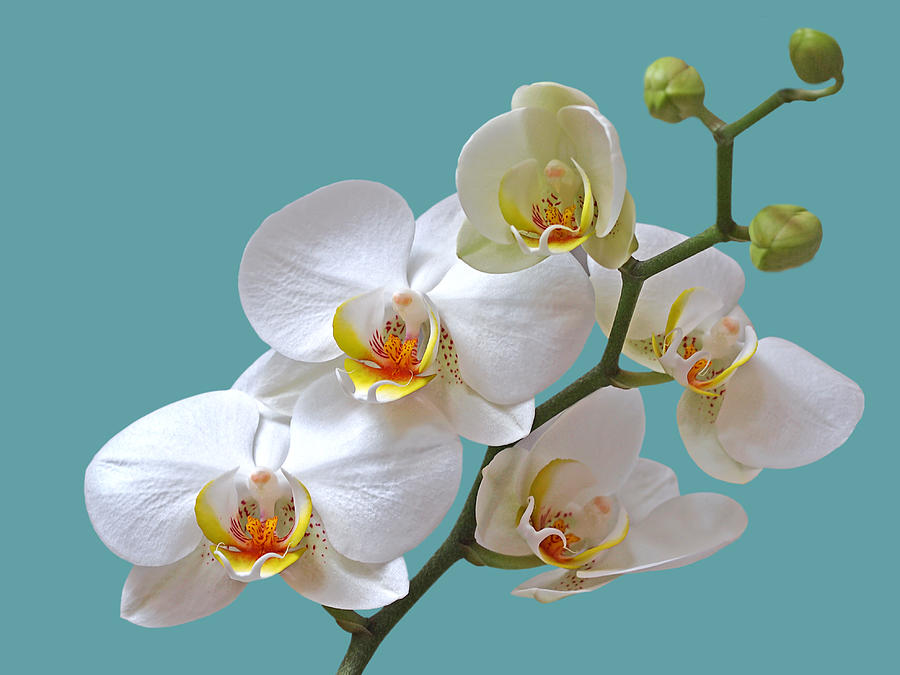 White Orchids on Ocean Blue Photograph by Gill Billington