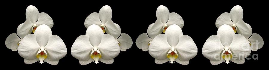 White Orchids Panorama Photograph by Rose Santuci-Sofranko